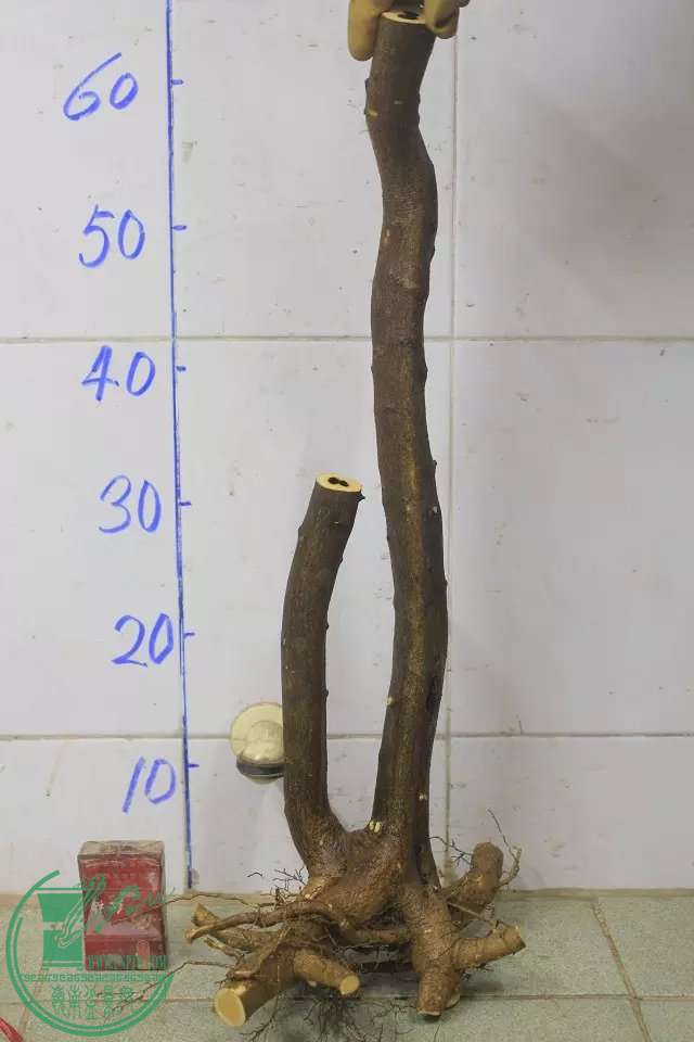 psb (10).jpg