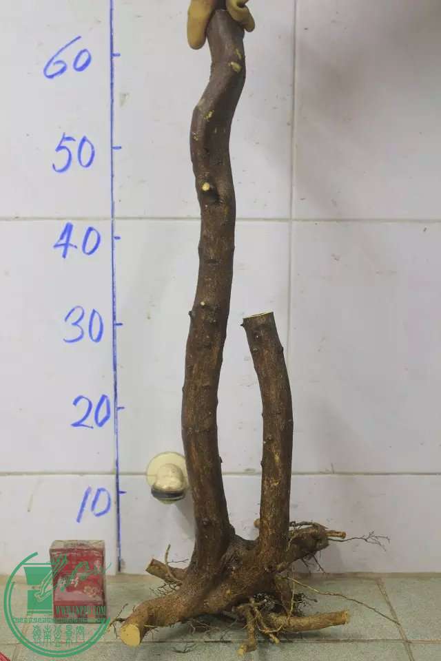psb (11).jpg