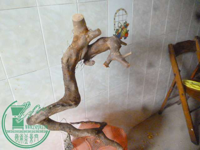P1150401.JPG