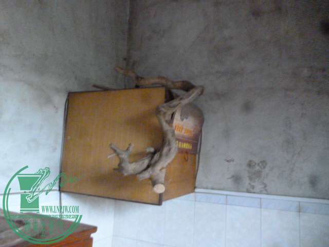 P1150412.JPG