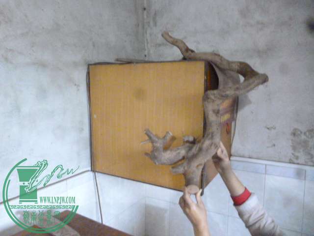 P1150418.JPG