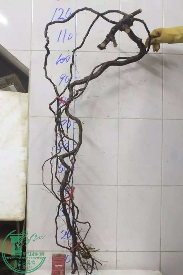 psb (7).jpg