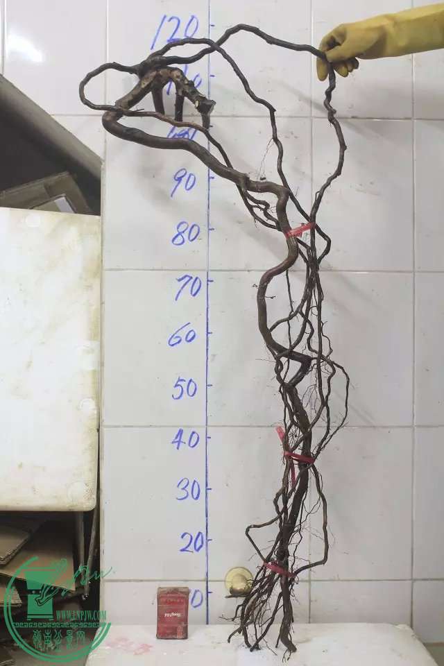 psb (9).jpg