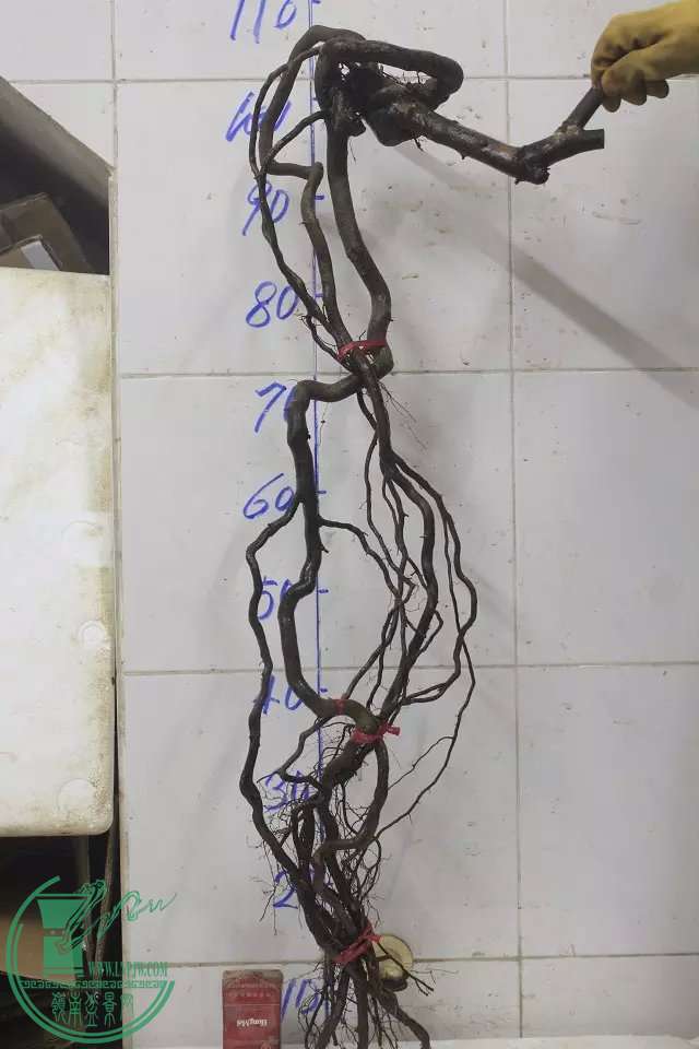 psb (17).jpg