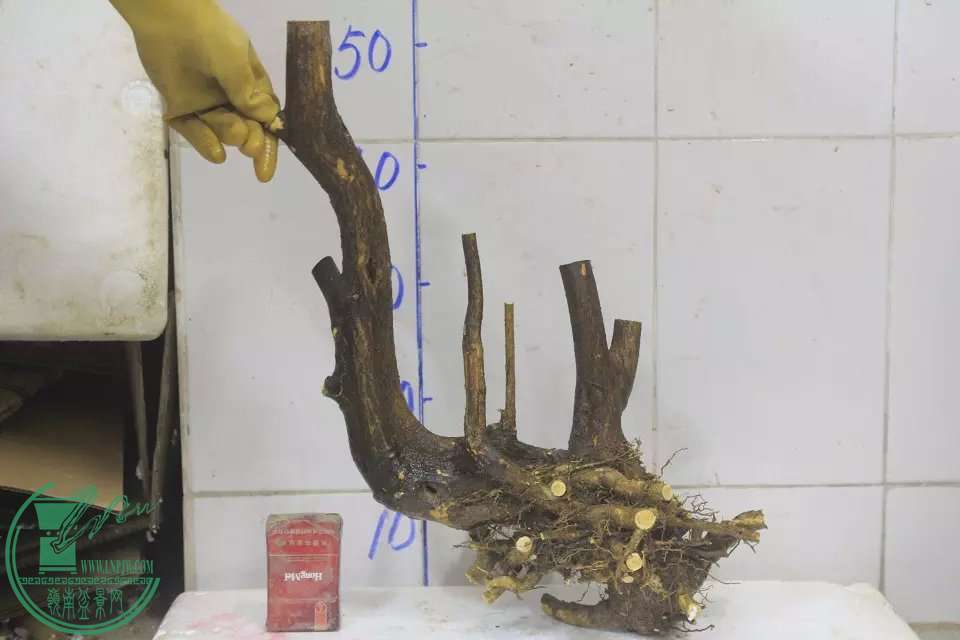 psb (12).jpg