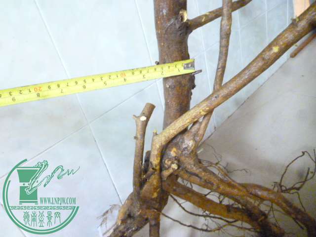 P1150440.JPG