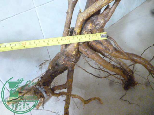 P1150442.JPG
