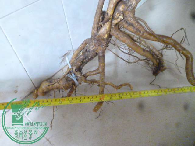 P1150443.JPG