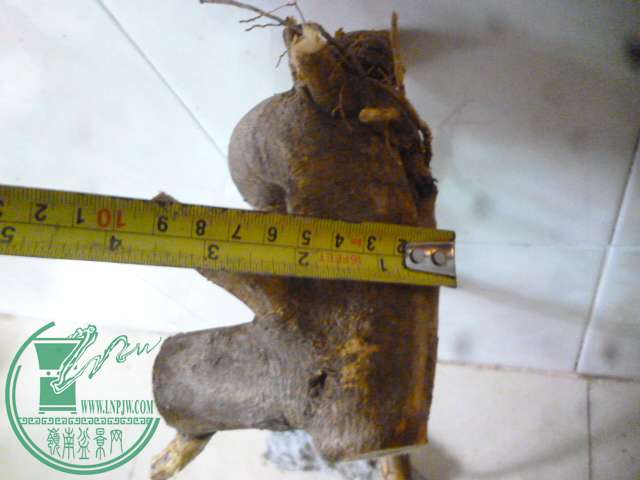 P1150455.JPG