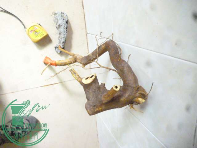 P1150454.JPG