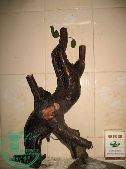 004.JPG