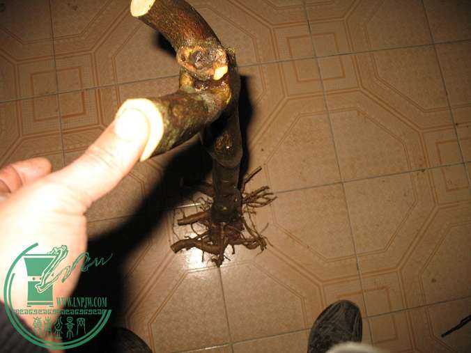 011.JPG