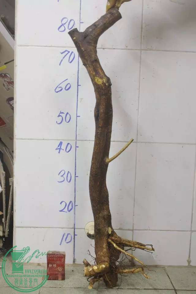 psb (9).jpg