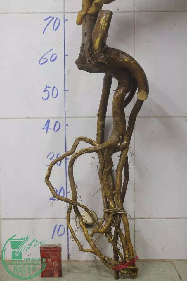 psb (2).jpg