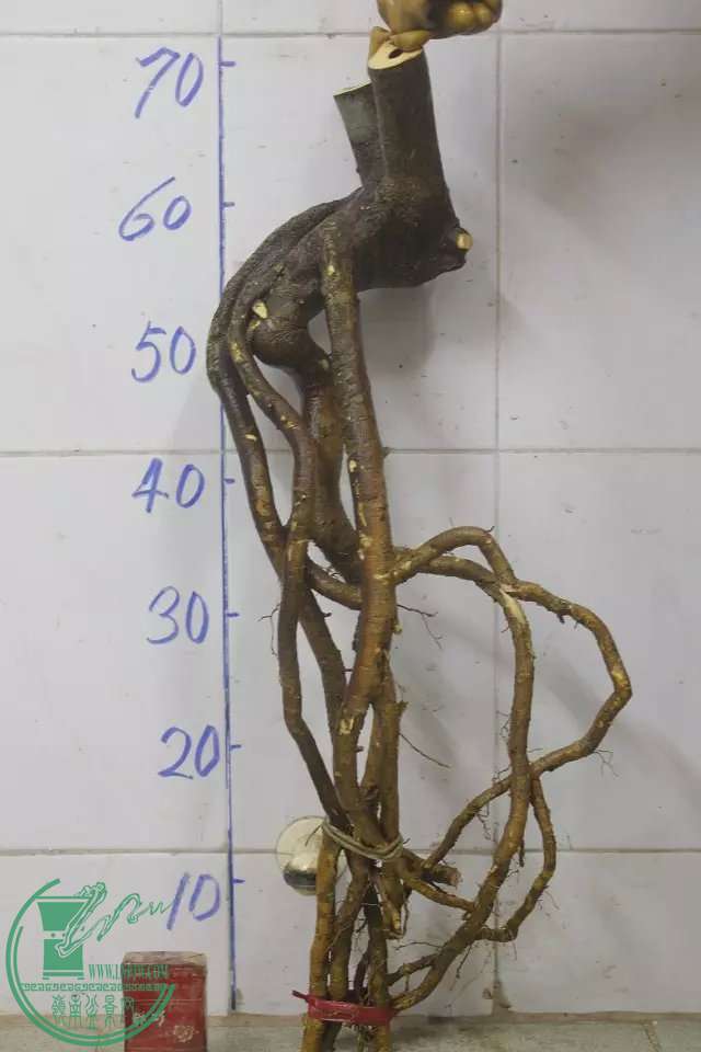 psb (3).jpg