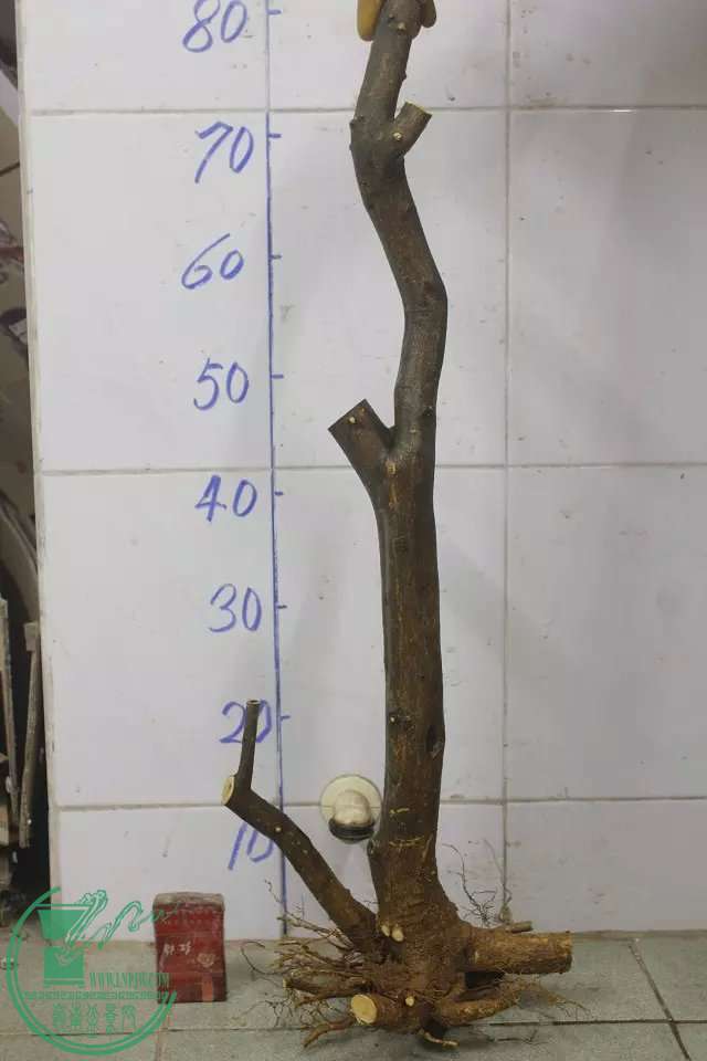 psb (8).jpg