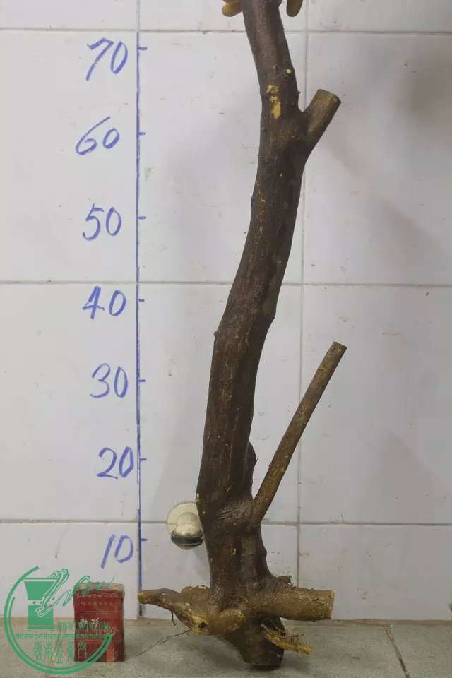 psb (1).jpg
