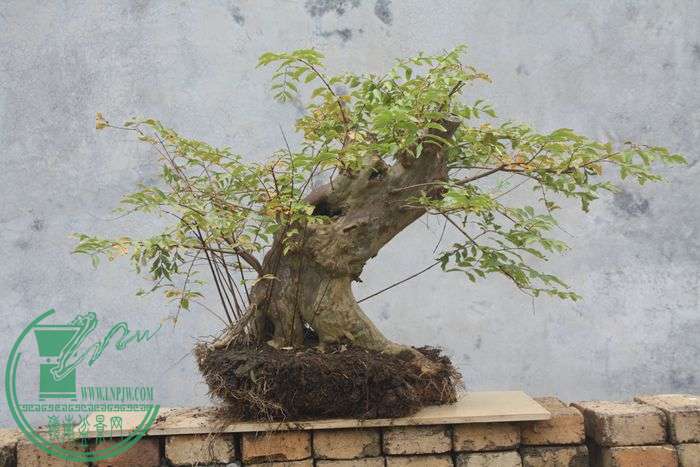Ƭ20131026ۺ 479.jpg