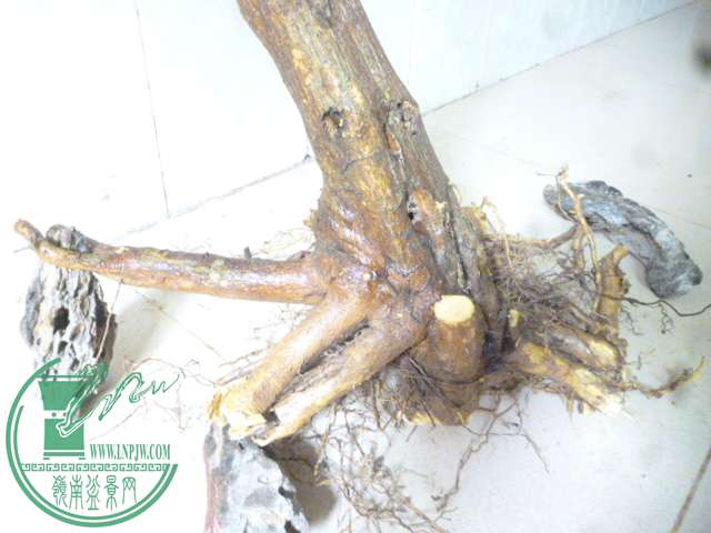 P1150486.JPG