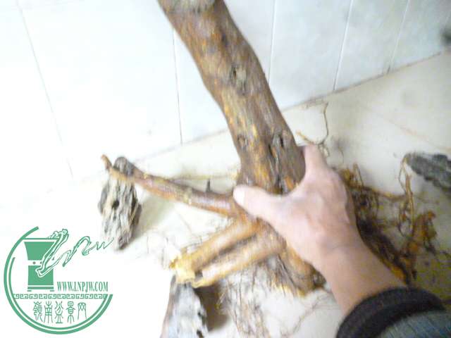 P1150490.JPG