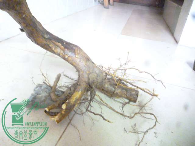 P1150469.JPG