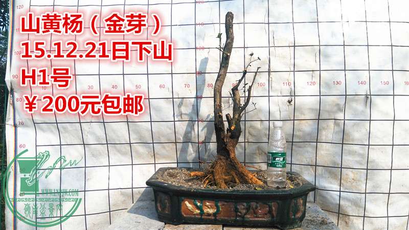 IMG_20151221_145516_.jpg