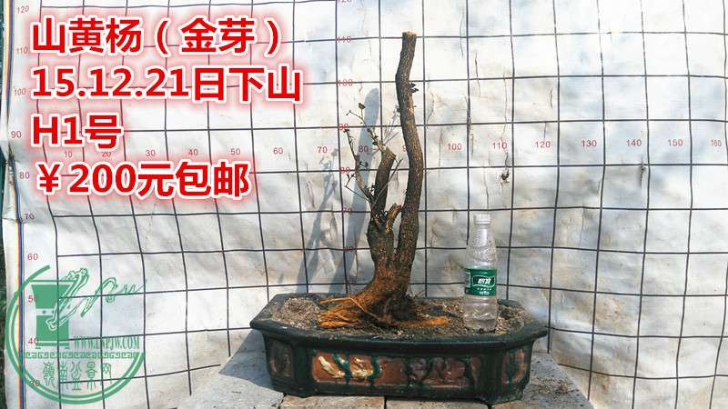 IMG_20151221_145545_.jpg