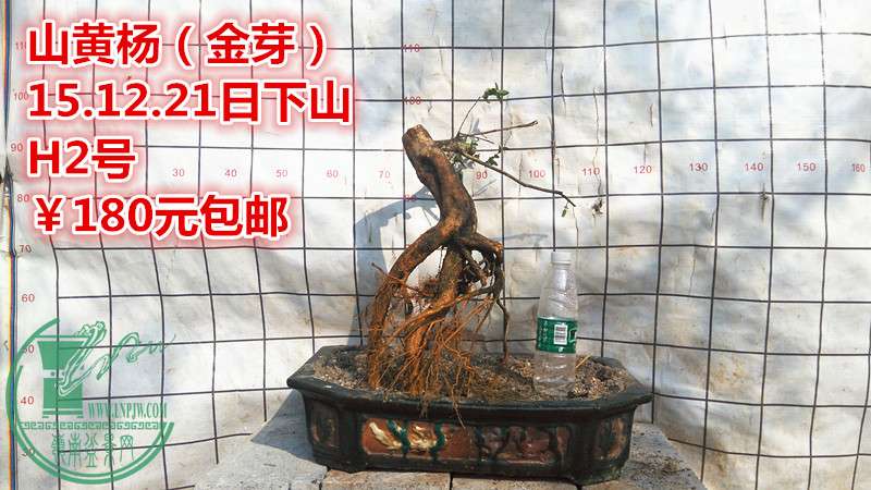 IMG_20151221_145630_.jpg