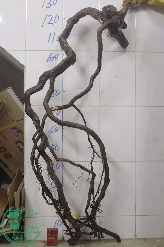 psb (2).jpg