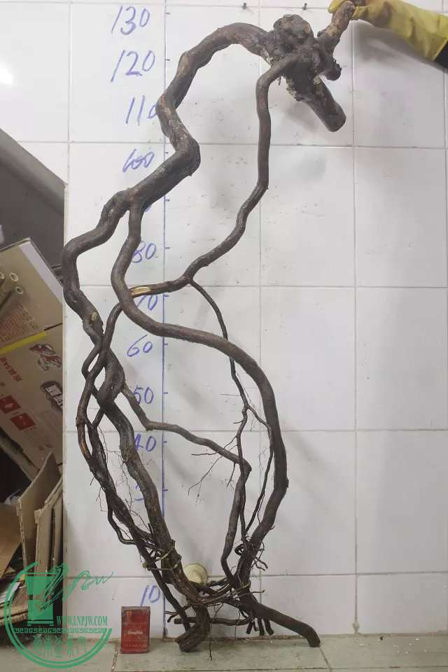 psb (3).jpg