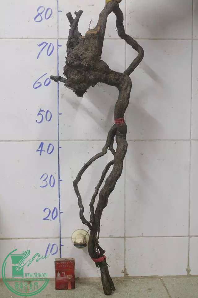 psb (9).jpg
