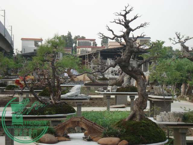 DSC01096.JPG