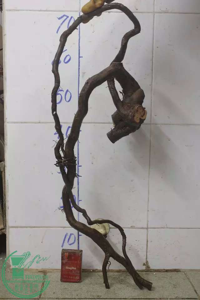 psb (9).jpg