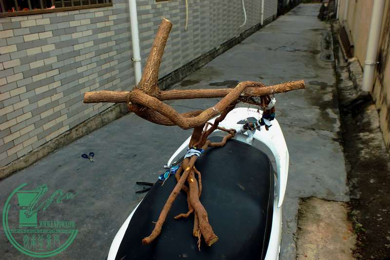 DSCF2570.JPG