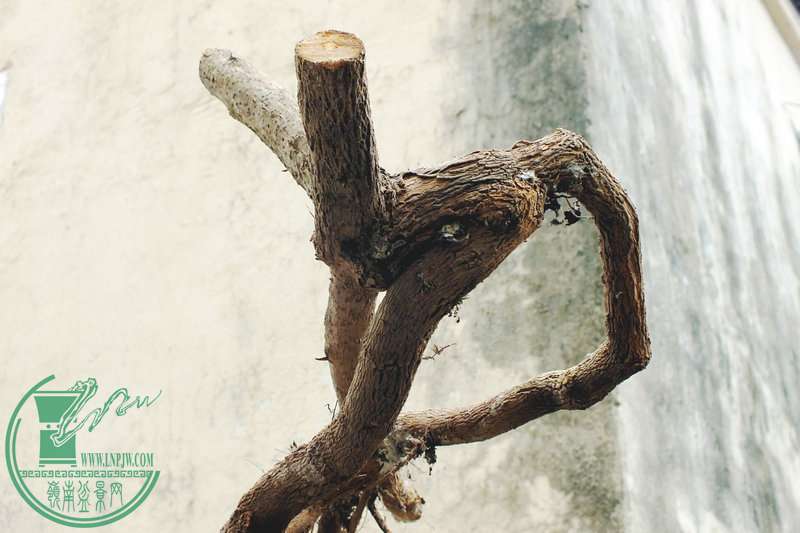 DSCF2572.JPG