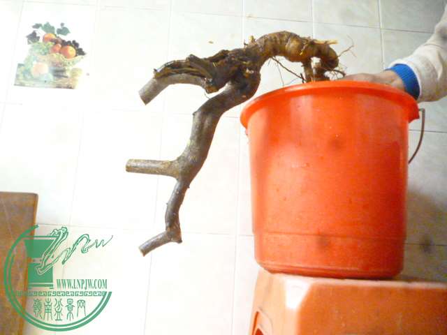 P1150533.JPG