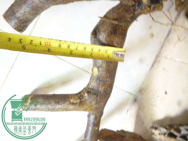 P1150537.JPG