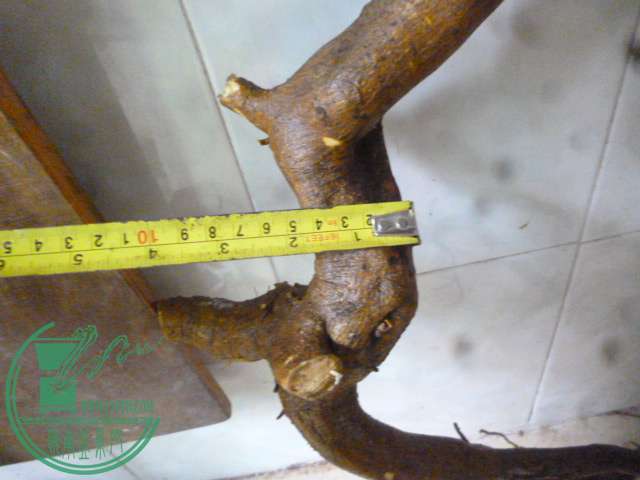 P1150559.JPG