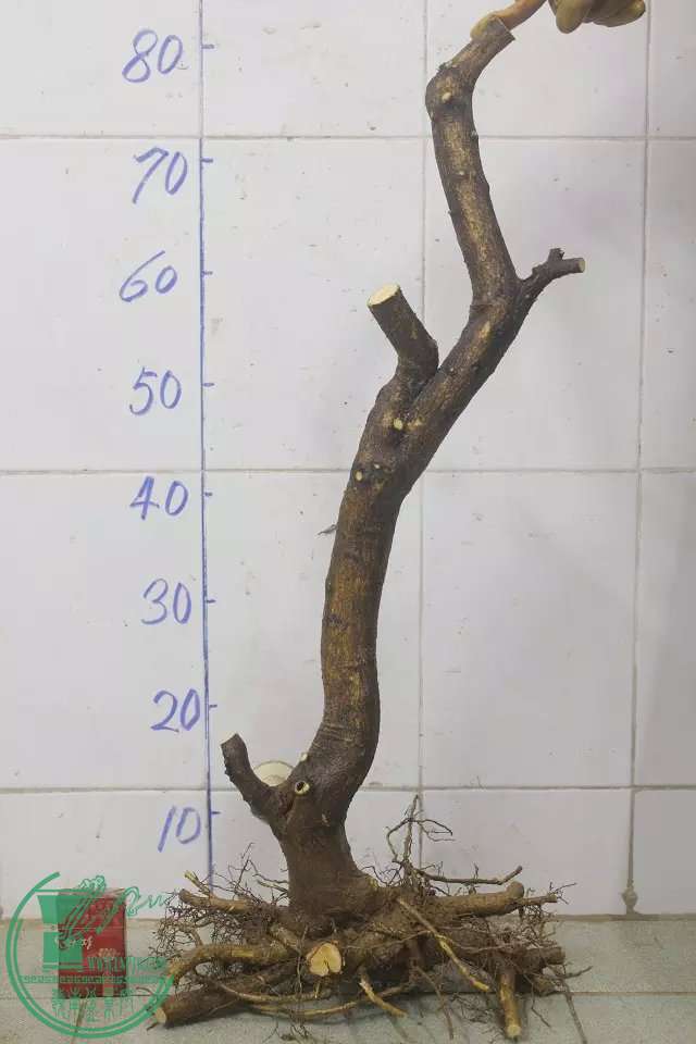 psb (8).jpg