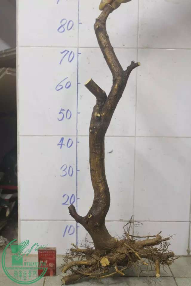 psb (9).jpg