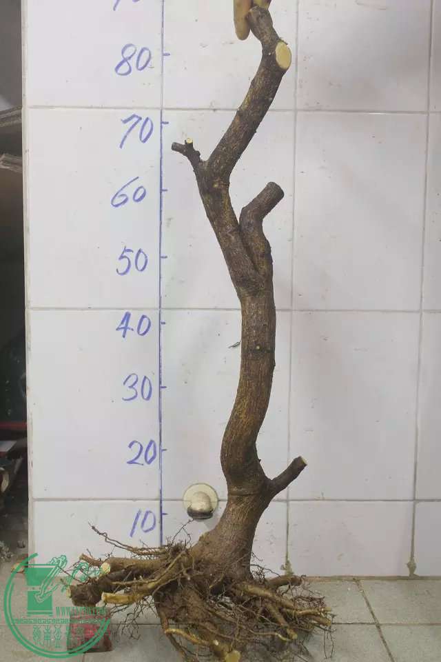 psb (10).jpg