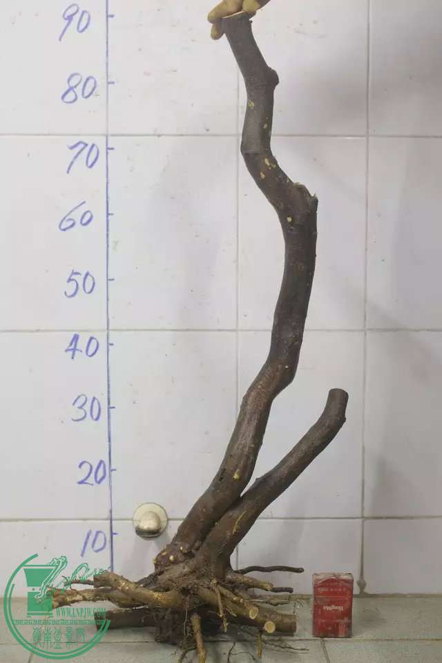 psb (3).jpg