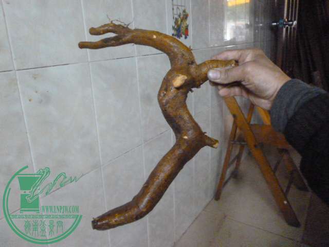 P1150584.JPG