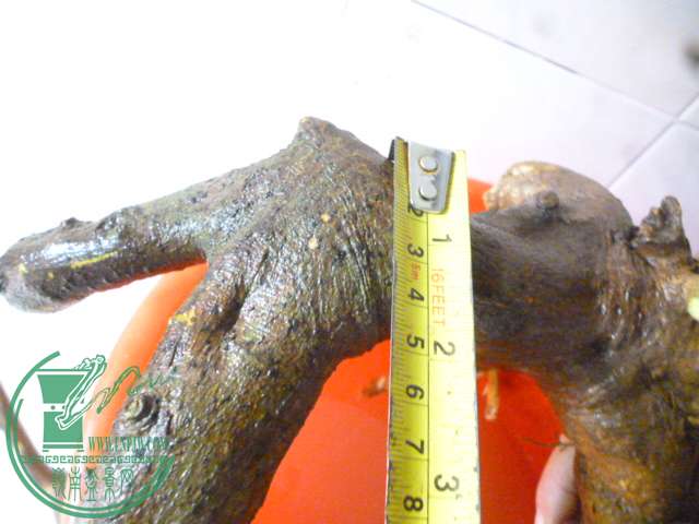 P1150531.JPG