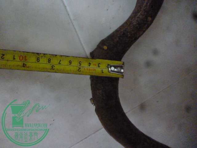 P1150577.JPG