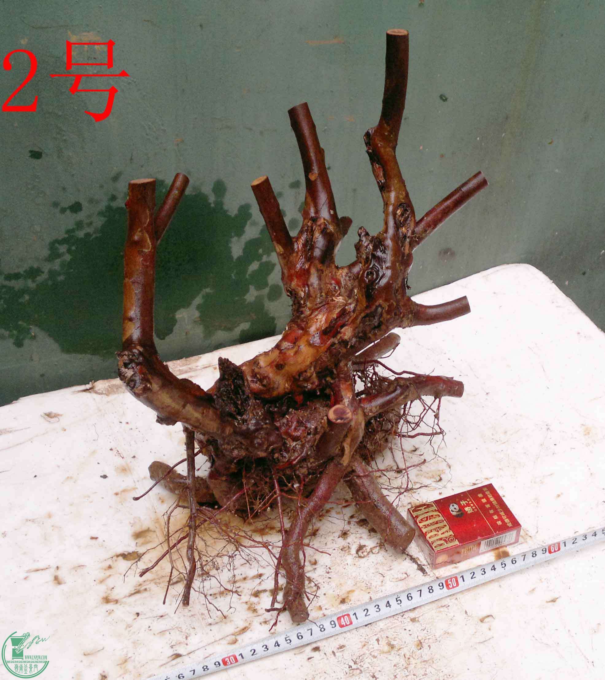 201512236219.jpg