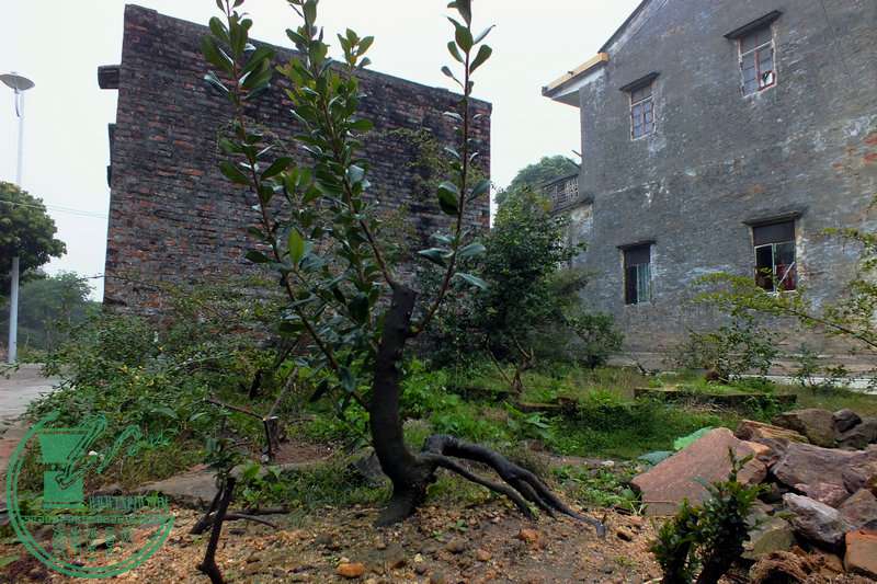 DSCF2575.JPG
