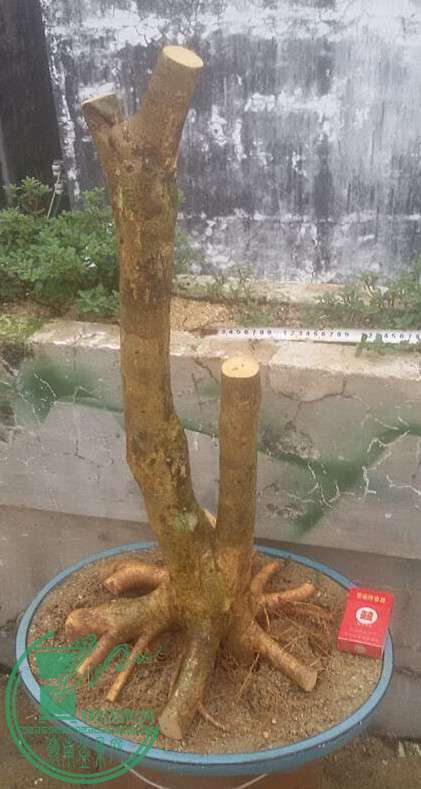 8_.jpg