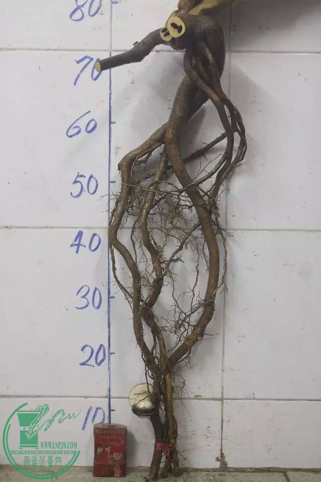 psb (11).jpg
