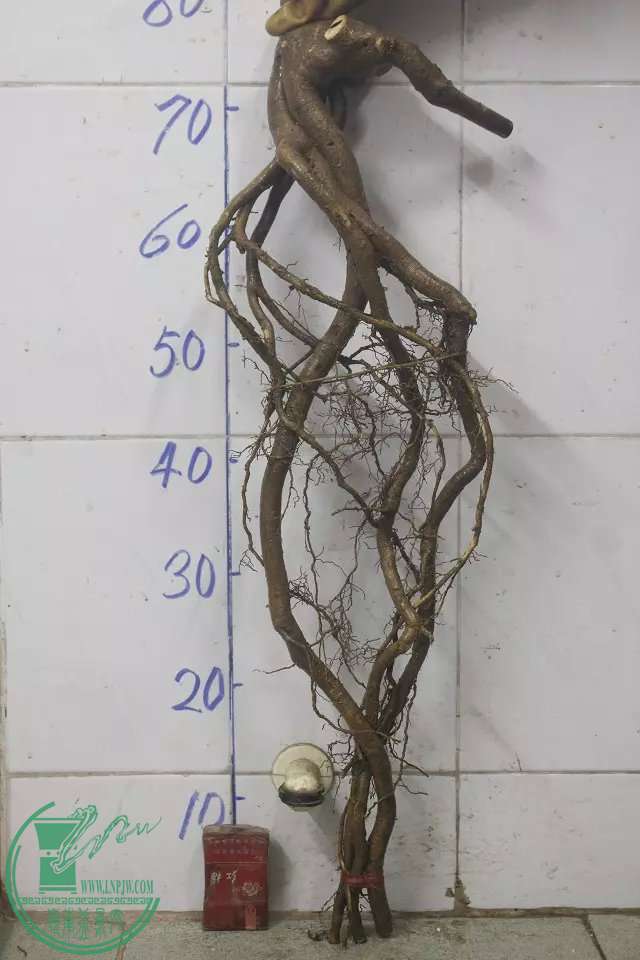 psb (12).jpg